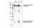 Semaphorin 4D antibody, 53108S, Cell Signaling Technology, Western Blot image 