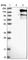 Niban Apoptosis Regulator 1 antibody, HPA028657, Atlas Antibodies, Western Blot image 