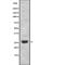 Ring Finger Protein 141 antibody, abx218324, Abbexa, Western Blot image 