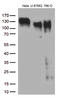 Integrin Subunit Beta 1 antibody, LS-C798982, Lifespan Biosciences, Western Blot image 