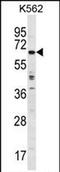 Tripartite motif-containing protein 75 antibody, PA5-72017, Invitrogen Antibodies, Western Blot image 