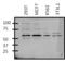 GATA Binding Protein 6 antibody, PA1-104, Invitrogen Antibodies, Western Blot image 