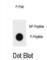TSC Complex Subunit 1 antibody, abx032221, Abbexa, Western Blot image 