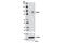 Interferon Gamma Inducible Protein 16 antibody, 8079S, Cell Signaling Technology, Western Blot image 