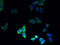 Solute Carrier Family 66 Member 3 antibody, A60402-100, Epigentek, Immunofluorescence image 