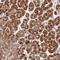 Protein Phosphatase 6 Catalytic Subunit antibody, NBP2-13804, Novus Biologicals, Immunohistochemistry frozen image 