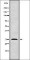 Kruppel Like Factor 16 antibody, orb337874, Biorbyt, Western Blot image 