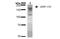 Hypoxia Up-Regulated 1 antibody, NBP2-59345, Novus Biologicals, Western Blot image 