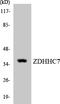 Zinc Finger DHHC-Type Containing 7 antibody, LS-C292216, Lifespan Biosciences, Western Blot image 