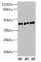 Vomeronasal 1 Receptor 2 antibody, LS-C397616, Lifespan Biosciences, Western Blot image 