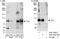 Tousled Like Kinase 1 antibody, A301-252A, Bethyl Labs, Western Blot image 