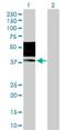 Killer Cell Immunoglobulin Like Receptor, Two Ig Domains And Long Cytoplasmic Tail 3 antibody, H00003804-D01P, Novus Biologicals, Western Blot image 