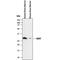 Sclerostin antibody, AF1589, R&D Systems, Western Blot image 