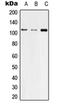 Tight Junction Protein 3 antibody, orb215563, Biorbyt, Western Blot image 