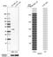 N-Acylsphingosine Amidohydrolase 1 antibody, HPA005468, Atlas Antibodies, Western Blot image 