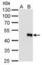 Interleukin-28B antibody, MA5-27867, Invitrogen Antibodies, Western Blot image 