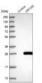Crystallin Gamma S antibody, NBP1-84375, Novus Biologicals, Western Blot image 