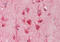 Anoctamin 10 antibody, ARP47389_P050, Aviva Systems Biology, Immunohistochemistry paraffin image 