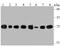 Hypoxanthine Phosphoribosyltransferase 1 antibody, A00668, Boster Biological Technology, Western Blot image 