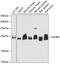 MOB Family Member 4, Phocein antibody, 19-421, ProSci, Western Blot image 