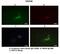 DYH9 antibody, ARP65745_P050, Aviva Systems Biology, Immunohistochemistry frozen image 