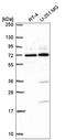 Cytoskeleton Associated Protein 2 Like antibody, HPA070737, Atlas Antibodies, Western Blot image 
