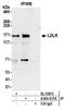Low Density Lipoprotein Receptor antibody, A304-417A, Bethyl Labs, Immunoprecipitation image 