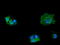 Mitogen-Activated Protein Kinase Kinase 3 antibody, LS-C174542, Lifespan Biosciences, Immunofluorescence image 