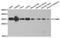 Complement C1q Binding Protein antibody, A1883, ABclonal Technology, Western Blot image 
