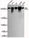 Chromodomain Helicase DNA Binding Protein 3 antibody, MA5-24760, Invitrogen Antibodies, Western Blot image 