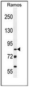 Lysine Demethylase 3B antibody, AP52266PU-N, Origene, Western Blot image 