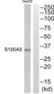 S100 Calcium Binding Protein A5 antibody, abx014755, Abbexa, Western Blot image 