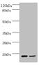 CD59 Molecule (CD59 Blood Group) antibody, A53551-100, Epigentek, Western Blot image 