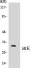 BCL2 Interacting Killer antibody, EKC1060, Boster Biological Technology, Western Blot image 