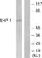 Protein Tyrosine Phosphatase Non-Receptor Type 6 antibody, LS-C117536, Lifespan Biosciences, Western Blot image 