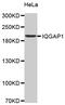 Ras GTPase-activating-like protein IQGAP1 antibody, MBS125733, MyBioSource, Western Blot image 