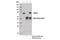 Integrator Complex Subunit 9 antibody, 13945S, Cell Signaling Technology, Immunoprecipitation image 