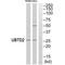 Ubiquitin Domain Containing 2 antibody, A15166, Boster Biological Technology, Western Blot image 