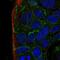 Par-3 Family Cell Polarity Regulator Beta antibody, HPA035283, Atlas Antibodies, Immunofluorescence image 