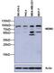 MDM2 Proto-Oncogene antibody, 33-7100, Invitrogen Antibodies, Western Blot image 