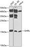 Ghrelin And Obestatin Prepropeptide antibody, 14-959, ProSci, Western Blot image 