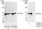Histone Deacetylase 2 antibody, A300-705A, Bethyl Labs, Western Blot image 