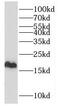 Histone Cluster 1 H2B Family Member I antibody, FNab03887, FineTest, Western Blot image 