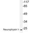 Oxytocin antibody, PA5-75431, Invitrogen Antibodies, Western Blot image 