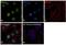 Mitotic Arrest Deficient 1 Like 1 antibody, PA5-28185, Invitrogen Antibodies, Immunofluorescence image 