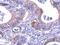Lactate Dehydrogenase B antibody, PA5-27505, Invitrogen Antibodies, Immunohistochemistry frozen image 