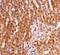 Toll Like Receptor Adaptor Molecule 2 antibody, PA5-20060, Invitrogen Antibodies, Immunohistochemistry frozen image 