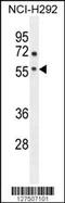 Adenosine A2a Receptor antibody, 55-195, ProSci, Western Blot image 