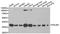 PDZ And LIM Domain 1 antibody, LS-C334876, Lifespan Biosciences, Western Blot image 