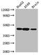 Aminomethyltransferase antibody, LS-C498377, Lifespan Biosciences, Western Blot image 